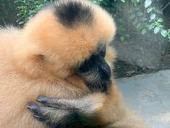 -成都动物园