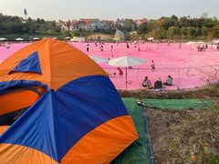 -大塘金香草谷