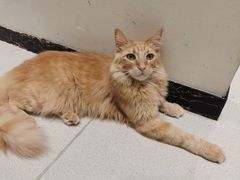 -藏猫猫咖啡主题馆(中央大道店)