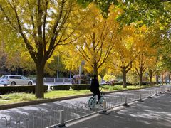-三里屯东五街银杏大道
