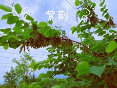 -洨河生态公园