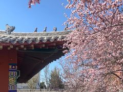-桃花堤公园