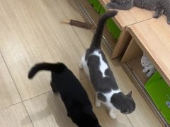 -是阿柴呀！柴犬咖啡·爱喵喵猫咖