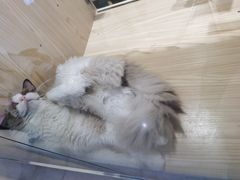 -屋虎猫馆(宝安大仟里店)