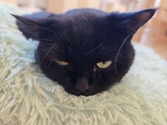 -有喵·猫咖·狗咖·30几只猫10只小狗(岗厦店)