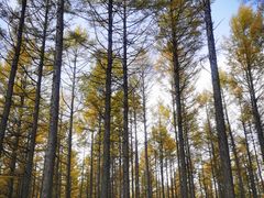 -塞罕坝国家级自然保护区