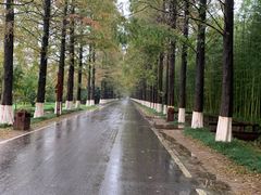 -黄海国家森林公园