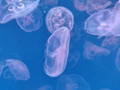 -多彩贵州城极地海洋世界