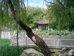 -莲湖公园