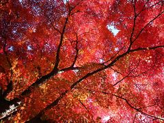 -西芳寺(苔寺)
