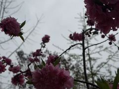 -桃源山庄·摘樱桃·柴火鸡·烧烤团建(龙泉山店)