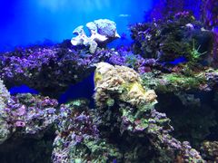 -御唐府海珊瑚主题餐厅