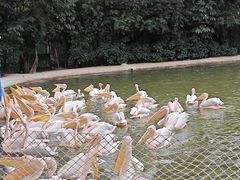 -广州长隆飞鸟乐园