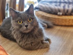 -飞行喵MR PILOT|猫舍·猫咖(静安大融城店)