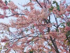 -白石龙音乐公园