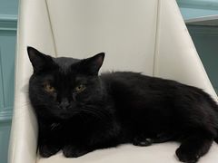 -安格丽娜·狗咖·猫咖羊驼咖(春熙路百盛商场店)