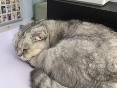 -喵的天空名猫咖啡馆·撸猫·猫舍·用品