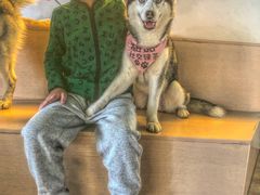 -Husky Go! 哈士奇体验馆·宠物咖啡厅狗咖