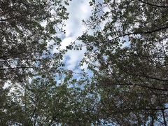 -古柏渡飞黄旅游区