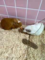 -Moni星球萌宠·小马宝莉·灵蛇·高端高阶全萌宠互动体验俱乐部(红豆国际广场店)