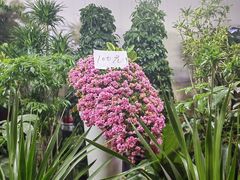 -朝来春花卉市场