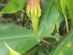 -华侨城湿地公园