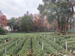-野蔓果·山野菜(西湖景区·龙井茶田店)
