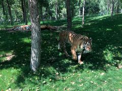 -北京野生动物园