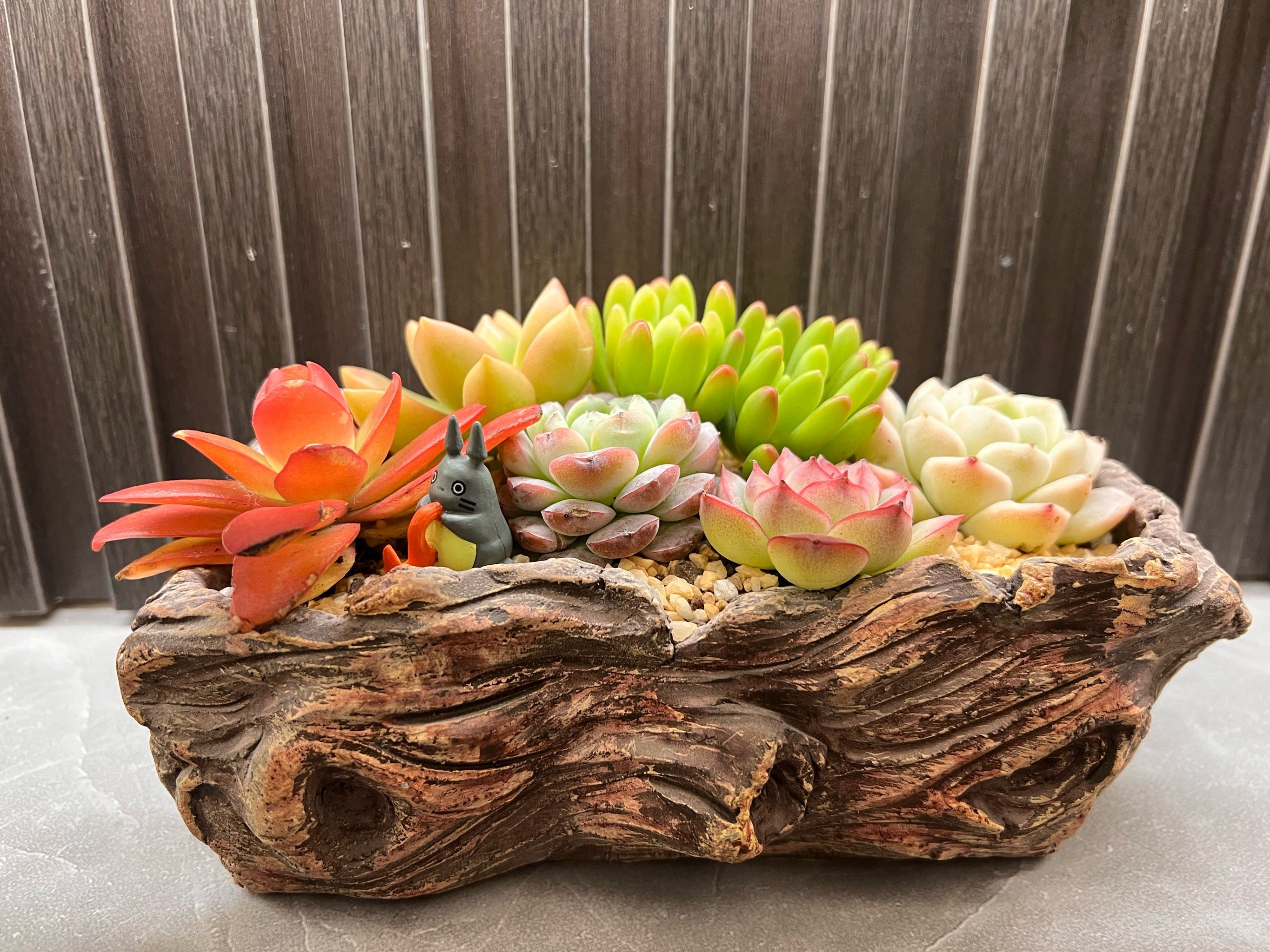 多肉拼盘最好看的时候就是刚回家的时候