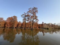 -池杉湖湿地公园
