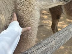 -鄂尔多斯野生动物园