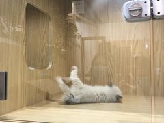 -屋虎猫馆(宝安大仟里店)