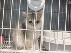 -翊宠yipet猫狗购宠庄园犬舍•猫舍