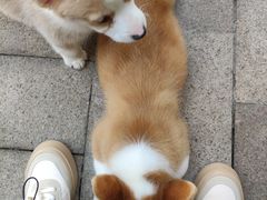 -柯斗斗主题餐厅·狗咖·围炉煮茶·茶饮(国瑞升平里店)