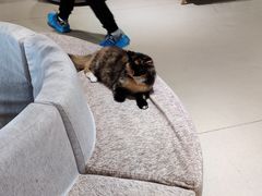 -藏猫猫咖啡主题馆(中央大道店)