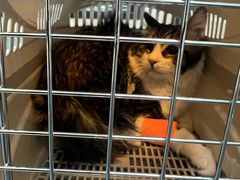 -天宠宠物医院24小时·急重症诊疗中心·全科·腔镜特色(和平分院)