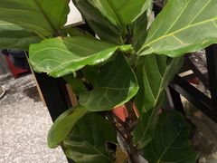-沼津港精致料理·寿喜烧·烧鸟(龙湖南桥天街日料榜单店)