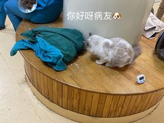 -瑞派宠物医院·24小时骨科·心脏·核磁(哈尔滨南岗店)