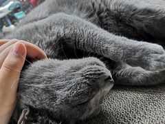 -喵屿·大理花园猫咖