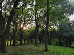 -上海共青森林公园