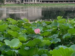 -荔湾湖公园