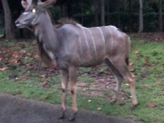 -清迈夜间动物园