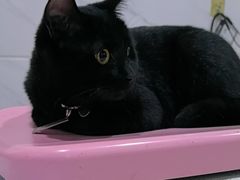 -萌兽医馆·宠物医院·猫骨科(创景店)