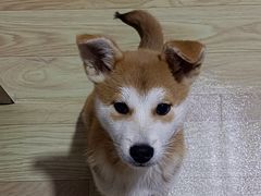 -小叮当动物医院·骨科·眼科