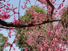 -秀丽东方