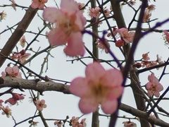-无锡梅园公园