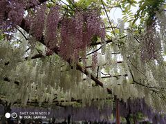 -嘉定紫藤园