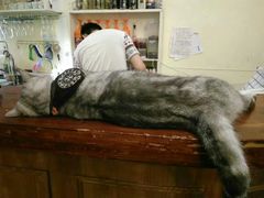 -猫色咖啡·猫咖