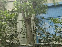 -呀路古热带植物园