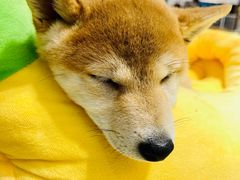 -逗柴咖啡屋·狗咖猫咖宠物桌游